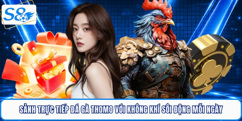 Sảnh trực tiếp đá gà Thomo với không khí sôi động mỗi ngày
